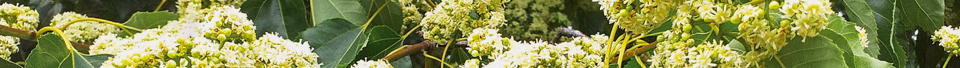 Unlocking the Power of Hovenia dulcis: How WakeFresh Overcomes Bioavailability Challenges for Faster Relief