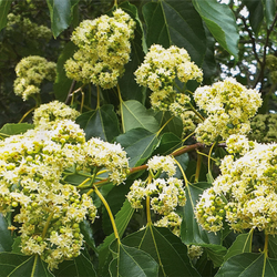 인도 구스베리 추출물(Indian Gooseberry Extract)