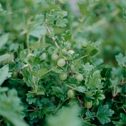 헛개나무 추출물(Hovenia Dulcis)