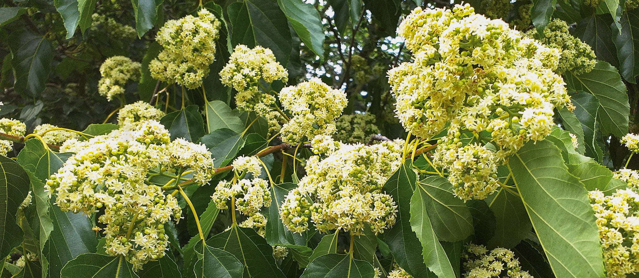 Unlocking the Power of Hovenia dulcis: How WakeFresh Overcomes Bioavailability Challenges for Faster Relief
